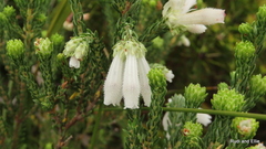 Erica pectinifolia
