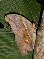 Eryphanis lycomedon