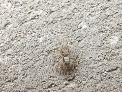 Menemerus bivittatus
