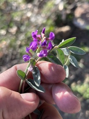 Astragalus palmeri