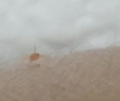 Tetranychus cinnabarinus