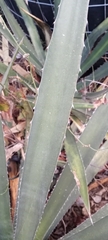 Agave univittata