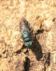 Trichrysis cyanea