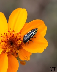 Acmaeodera scalaris