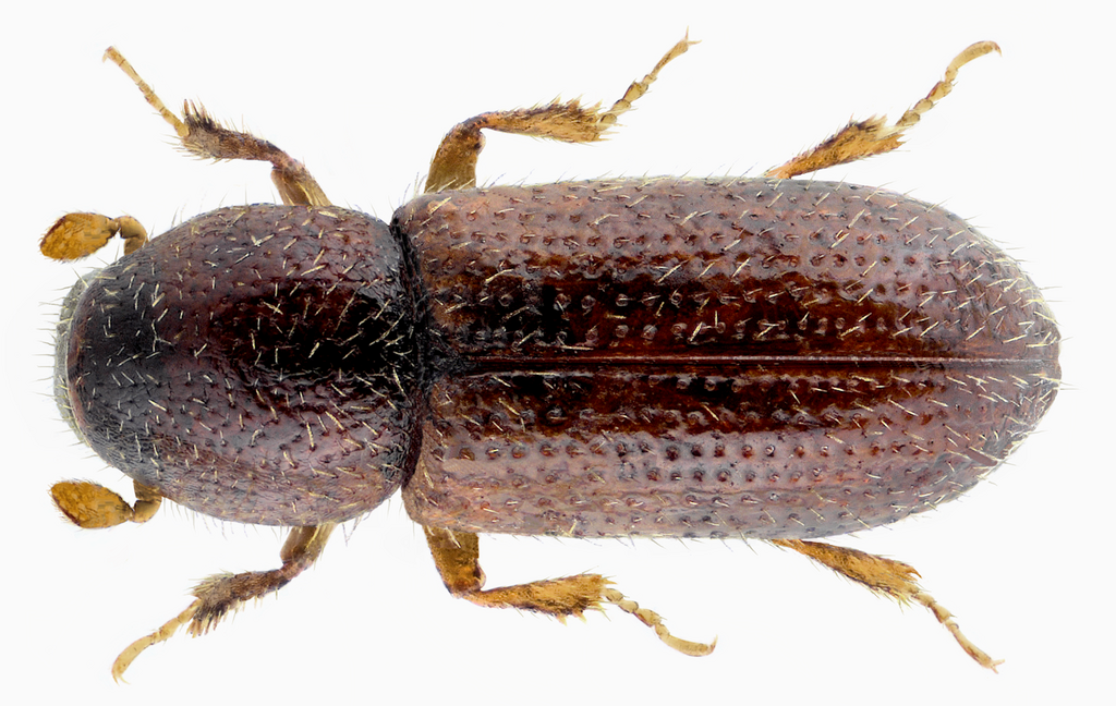Crypturgus hispidulus