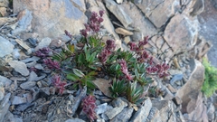 Veronica morrisonicola