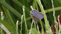 Lepidochrysops asteris