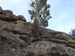 Cupressus sempervirens