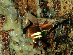 Amphion floridensis