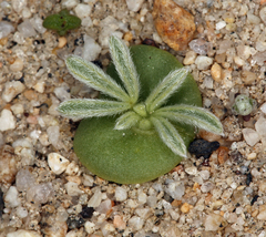 Lupinus odoratus