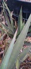 Agave univittata