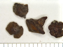 Andricus nigricens