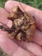 Geastrum triplex