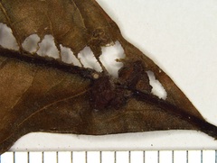 Andricus nigricens