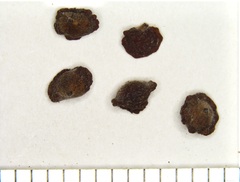 Andricus nigricens