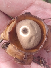 Geastrum triplex