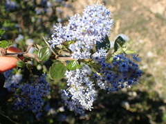 Ceanothus oliganthus