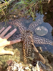 Pisaster giganteus