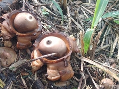Geastrum triplex