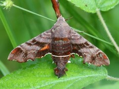 Amphion floridensis