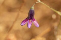 Conanthera campanulata