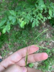Carex oxylepis