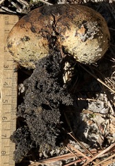 Pisolithus arenarius