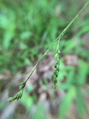 Carex oxylepis