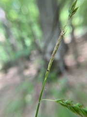 Carex oxylepis