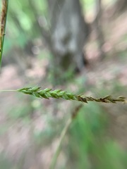 Carex oxylepis