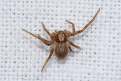 Philodromus collinus