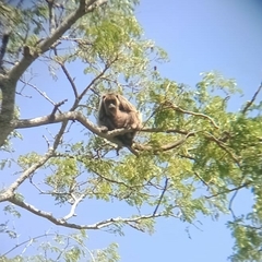 Alouatta caraya