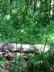 Physospermum cornubiense