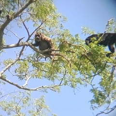 Alouatta caraya