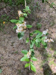 Ligustrum sinense