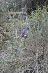 Lavandula dentata
