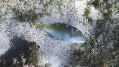 Halichoeres radiatus