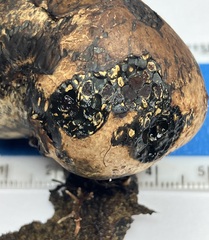 Pisolithus arenarius