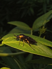 Adurgoa gonagra