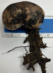 Pisolithus arenarius