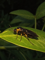 Adurgoa gonagra