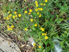 Senecio madagascariensis
