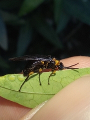 Adurgoa gonagra