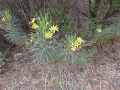 Euryops arabicus