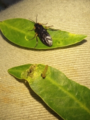 Adurgoa gonagra