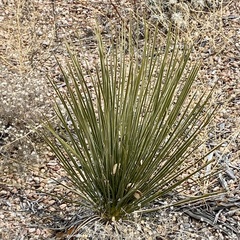 Yucca intermedia