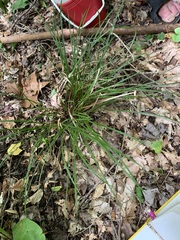 Carex jamesii
