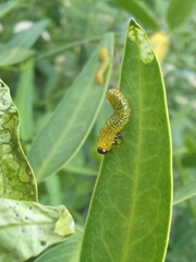 Adurgoa gonagra
