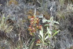 Cyrtochilum confertum