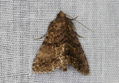 Diatenes aglossoides